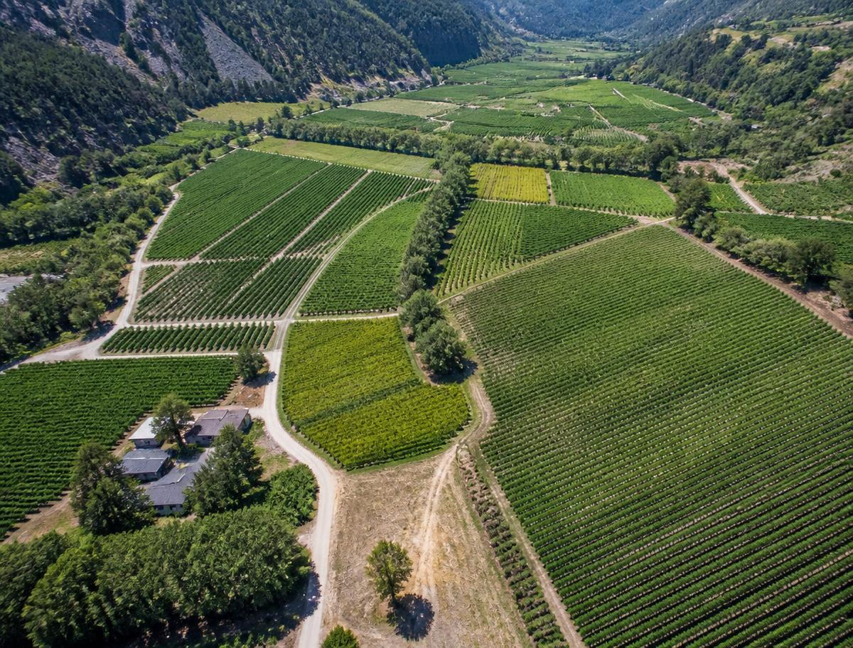 Aerial view of green fields