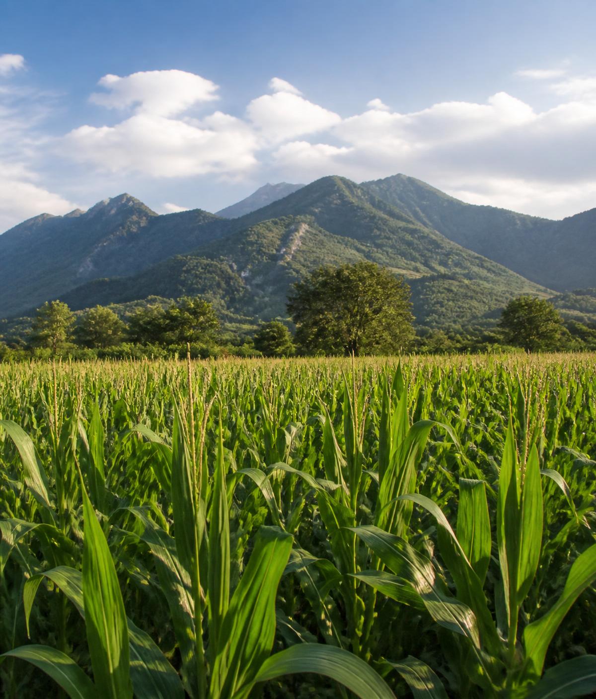 Green cornfield with mountains